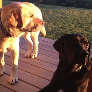 Meet your Posher, Carol l.